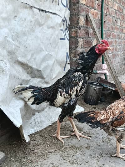 Aseel murga / shamo cross