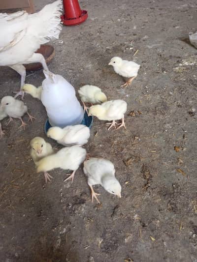 Heera Aseel Chicks 15 days Age ( 03347513425 )
