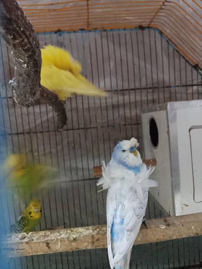 Hogoromo pair for sale Contact me Whatsapp 03052645299