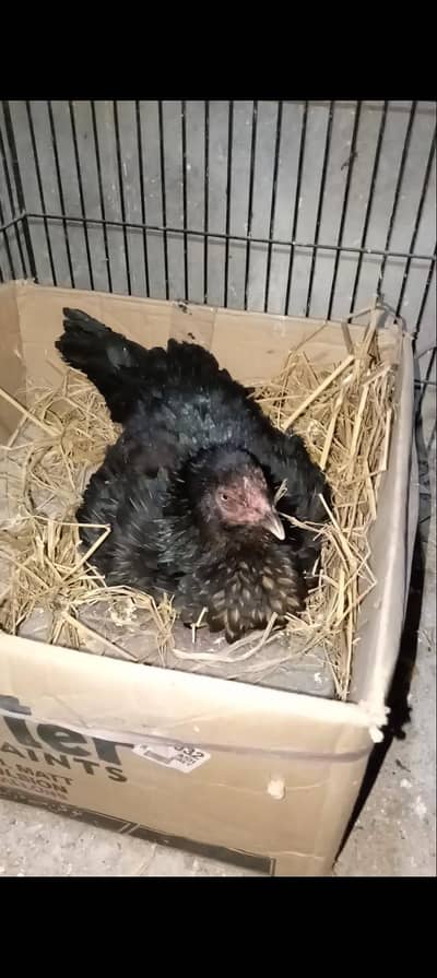 Kurak broody Aseel Madi