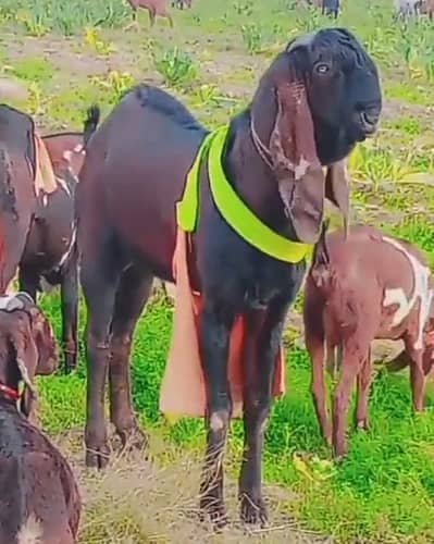 goat nagri