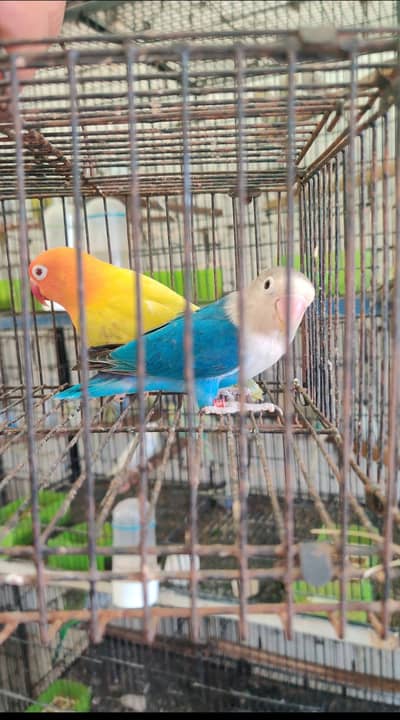 mashallah allhumdulliah  all birds and he s for sale with chiks