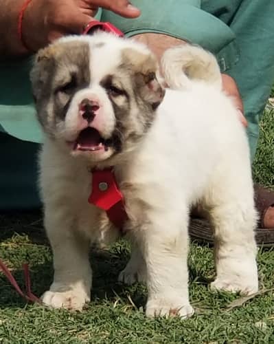 Afghan Kuchi | pure Afghan Kuchi  male | Afghan Kuchi dog