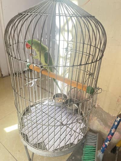 Raw Parrot 8 months Hand tame