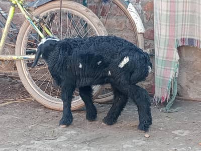 2 months special dumba