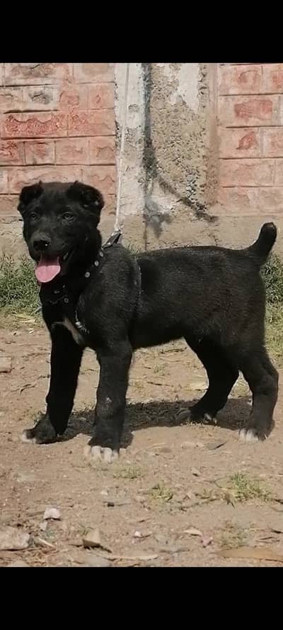 Afghan Kuchi | pure Afghan Kuchi pair | Afghan Kuchi male dog