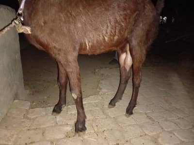 Goat with female kid