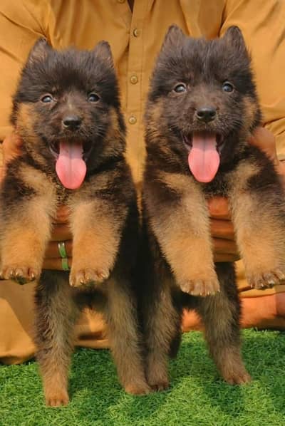 German Shepherd Pair | German Shepherd Long Coat Puppies For Sale