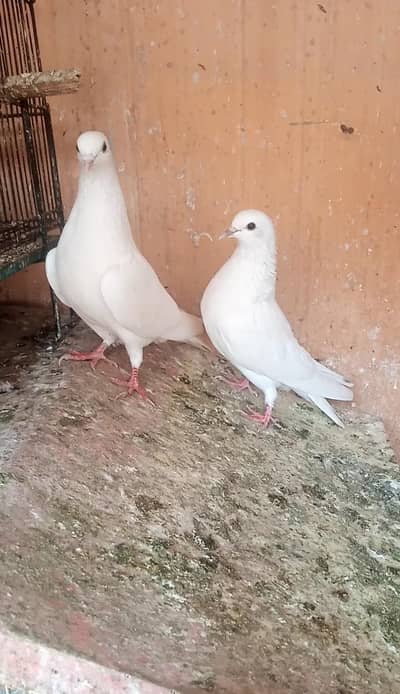 weshi breed ,rampuri breed  highe quality