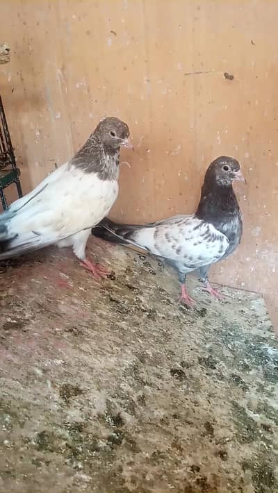 ,rampuri breed  highe quality