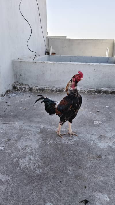 Amroha, Lasani, Mushka, Peelay and Heera Aseel Eggs For Sale