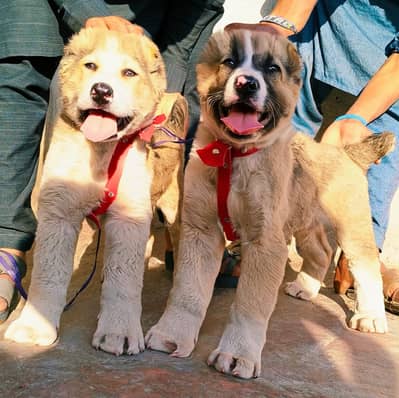 Afghan Kuchi Dog | pure Afghan Kuchi puppies pair | Afghan Kuchi dog