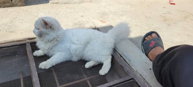 cat male for sale age 8 month white color