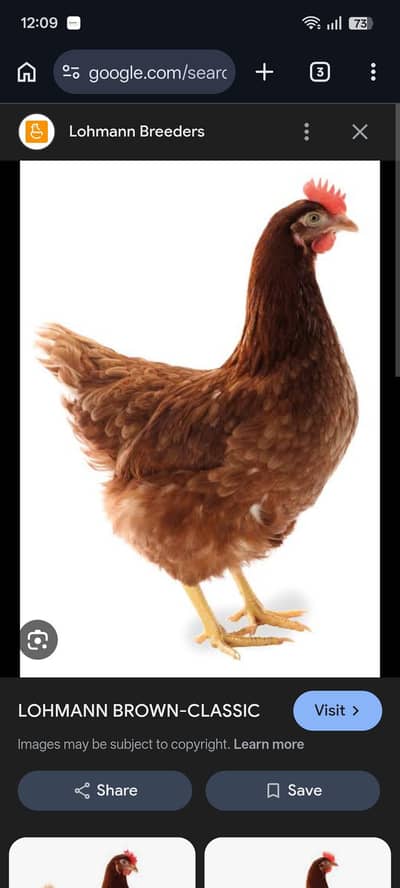 Lohman Brown fertil egg and chicks