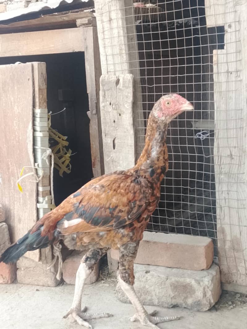 اس کی بہت اچھی فائٹنگ ہے 0