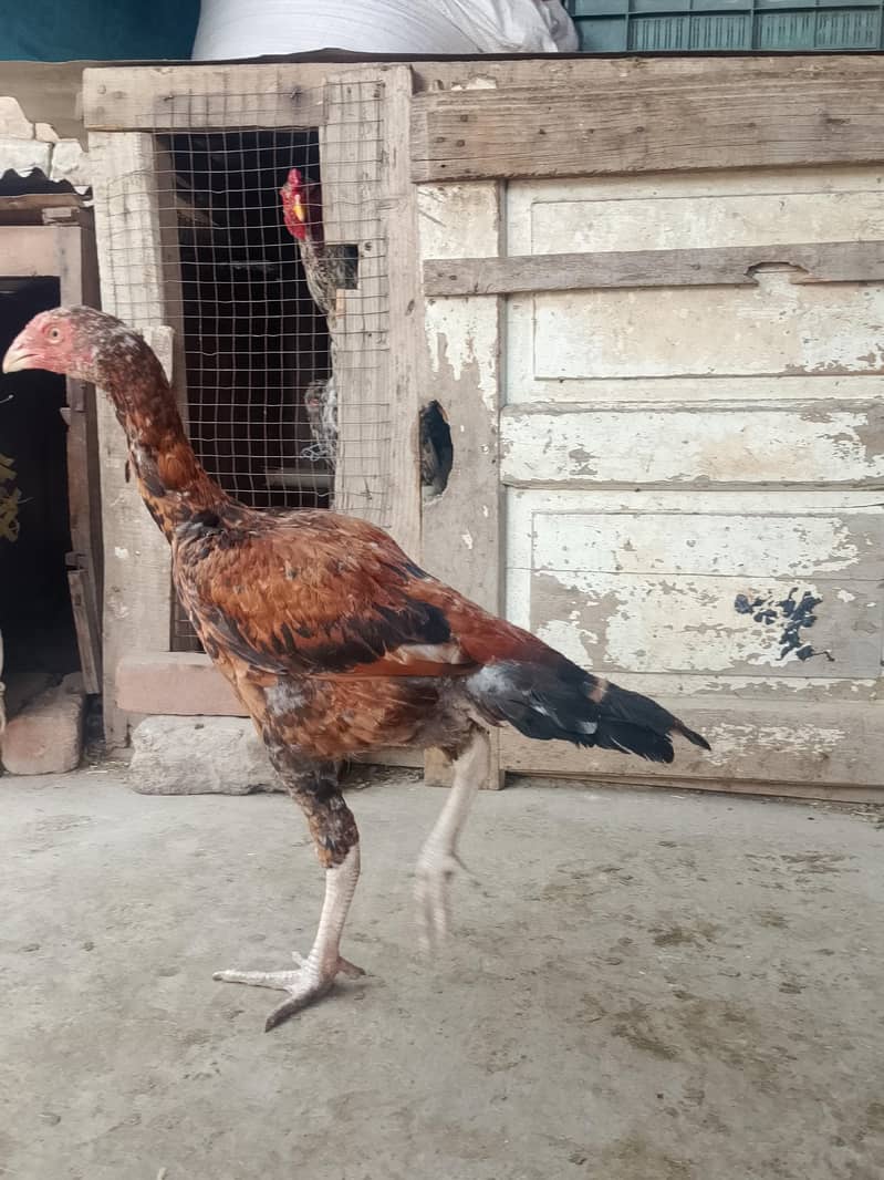 اس کی بہت اچھی فائٹنگ ہے 1