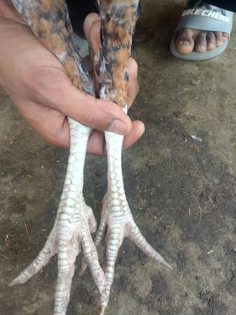 اس کی بہت اچھی فائٹنگ ہے 2