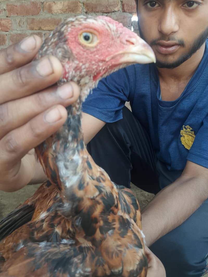 اس کی بہت اچھی فائٹنگ ہے 3