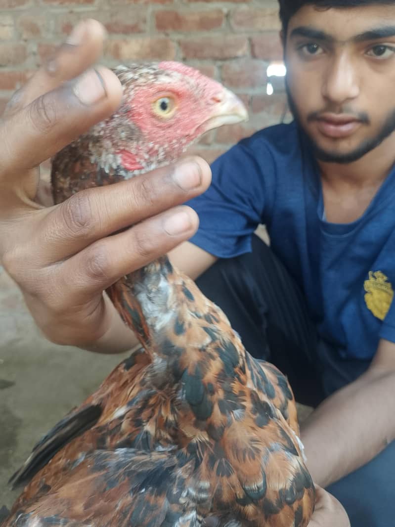 اس کی بہت اچھی فائٹنگ ہے 4