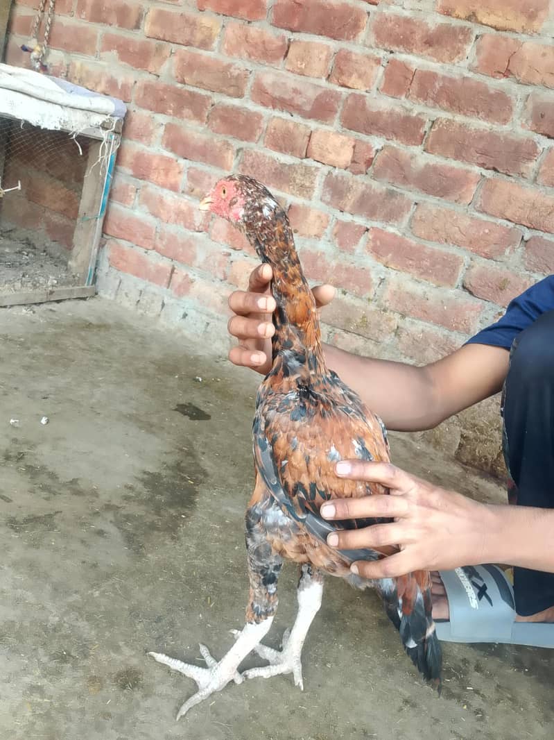 اس کی بہت اچھی فائٹنگ ہے 5