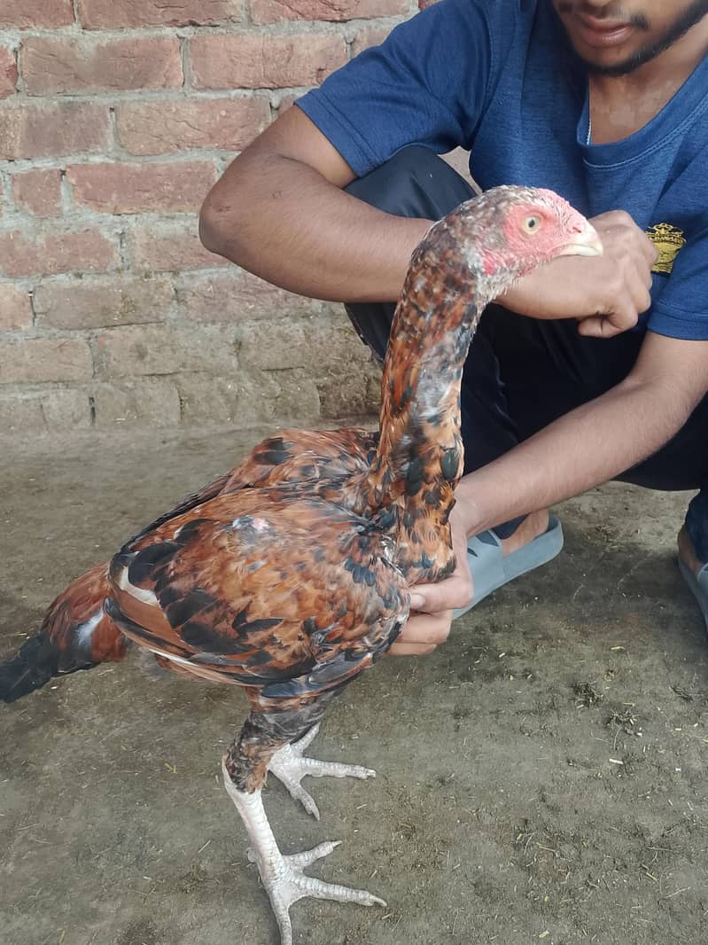 اس کی بہت اچھی فائٹنگ ہے 6