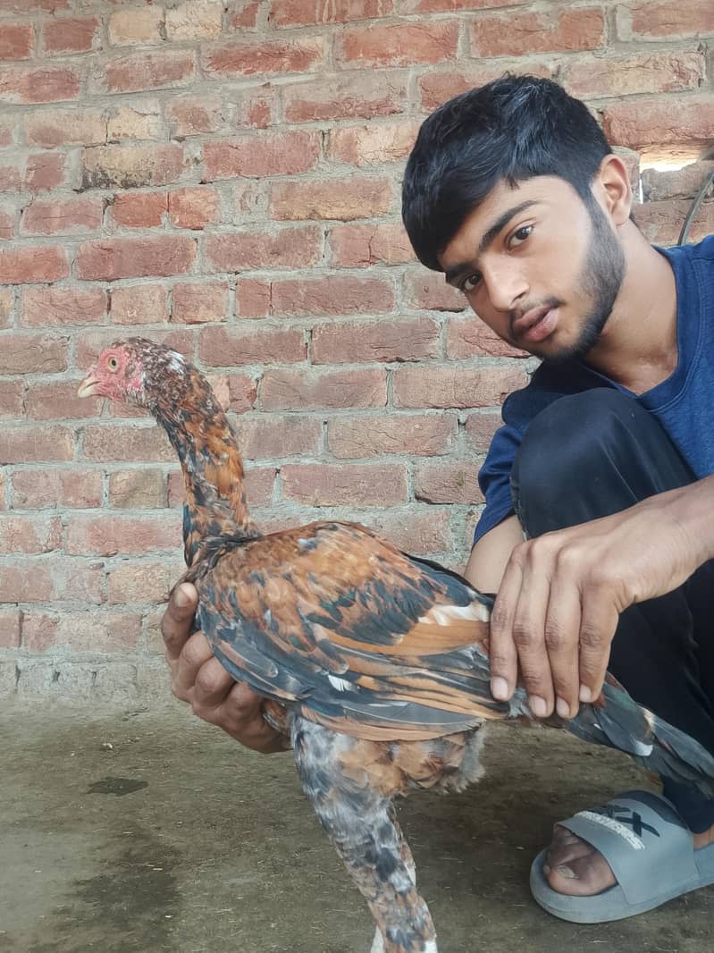 اس کی بہت اچھی فائٹنگ ہے 7