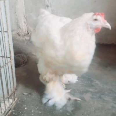 buff murge female hen