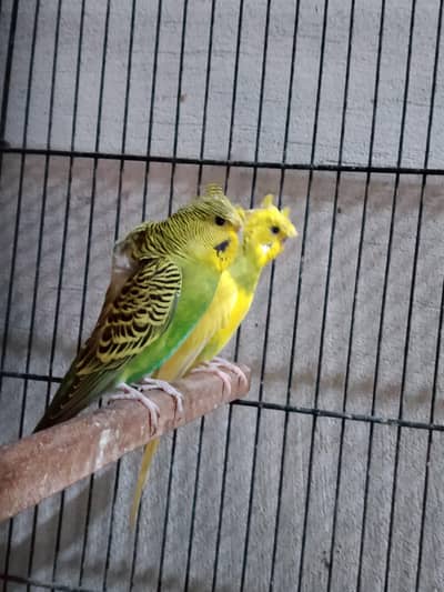 0327-0277654/parrot/cage/love bird/hogo/cocktail/Australian/bajri/crus