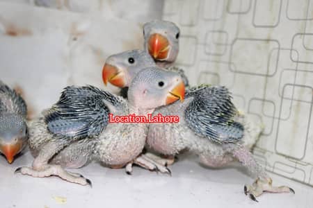 raw parrots chicks   | Green Parrots | Raw parrots | Chicks | Parrots