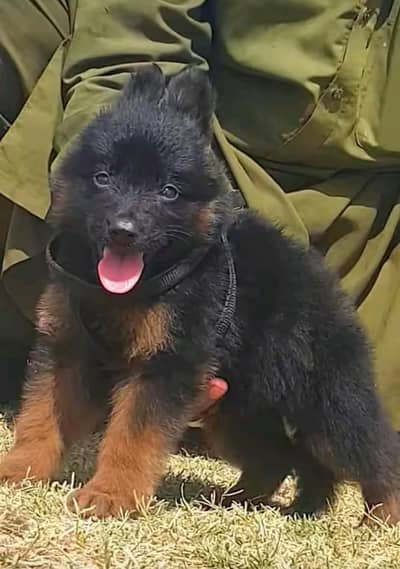 German shepherd puppies for sale healthy 0313=4934962