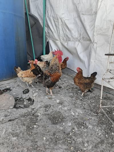 Andy wali  murgiya for sale