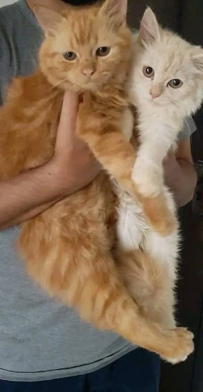 pure white persian cat and champion lion persian cat with blue eyes