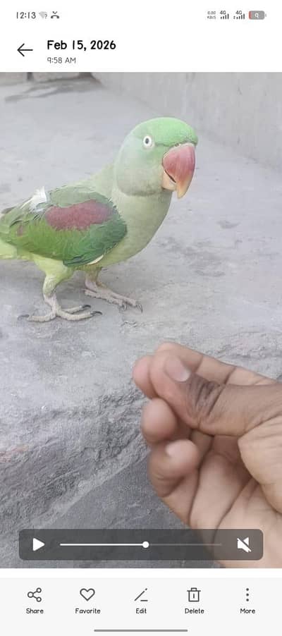 Raw Parrot . handtame 03,70/14/21/390