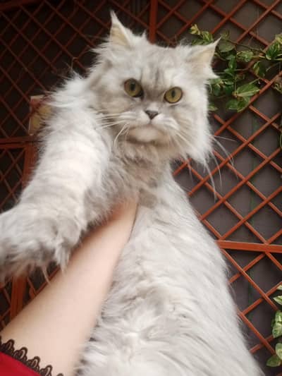 Triple coated cat available for sale (03440523410 WA only)