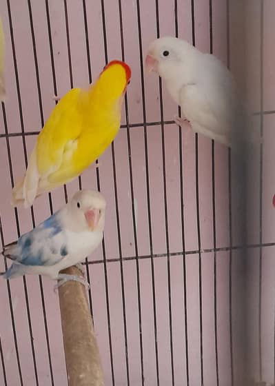 Bird for sale kumharanwala multan broker dor rahin