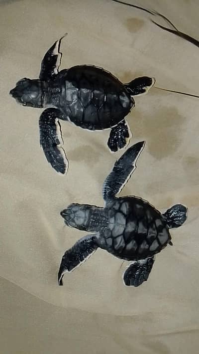 Exotic Sea Turtles for Sale - Healthy and Active