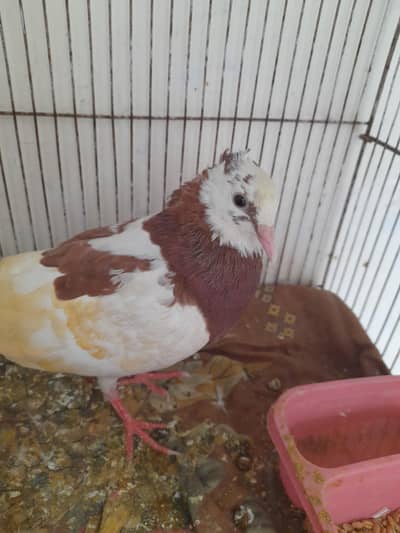 very  beautiful۔ pigeon