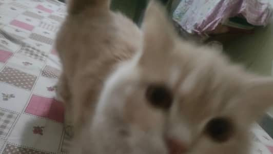 Persian cat for sale