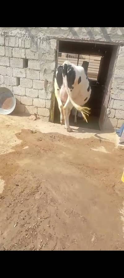 cow for sale pure Australia