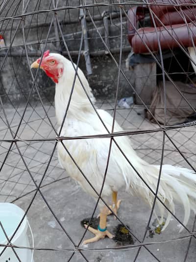 whatsab  number 03025078746