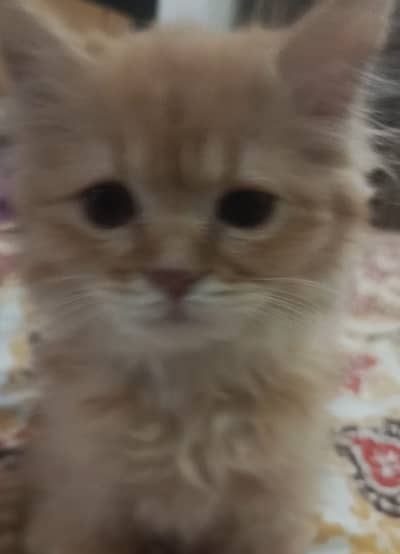 Adorable Female Kitten – Healthy & Playful
