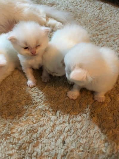 Persian kitten