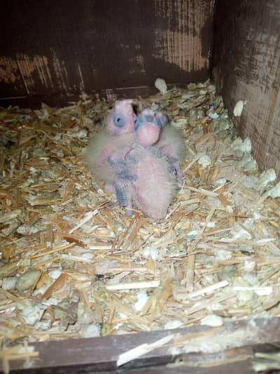 Cockatiel chicks available ready for hand tame