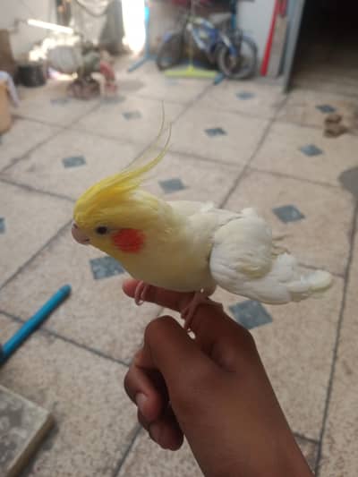 cockatiel bird for sale
