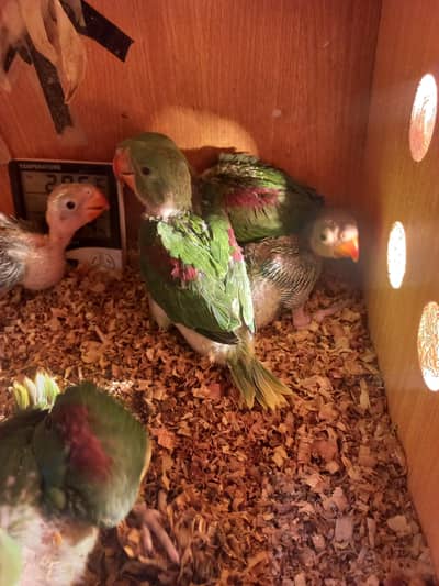 raw jumbu size chicks healthy active islamabad wild life register