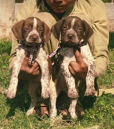 English painter | Pointer puppy | English Puppy For Sale