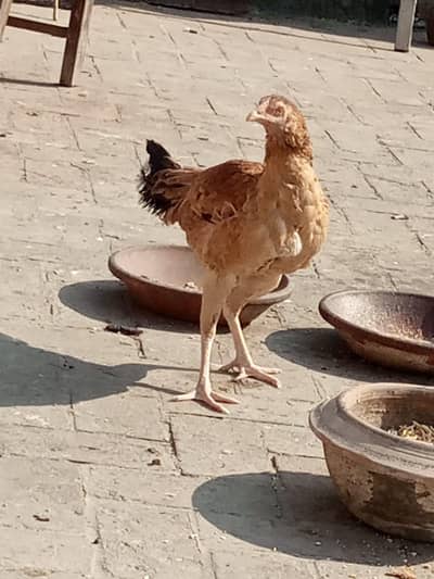 kurak aseel murghiya or desi murghe