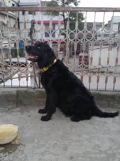 black ratevier female