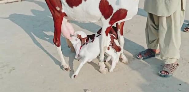 2 Bacchon ka sath Desi Bakri For Sale/ 03246711890