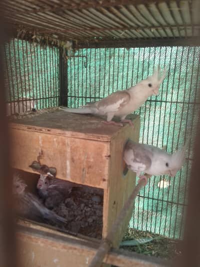 breeder pair white vpied